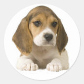 Beagle-Aufkleber Runder Aufkleber (Vorderseite)