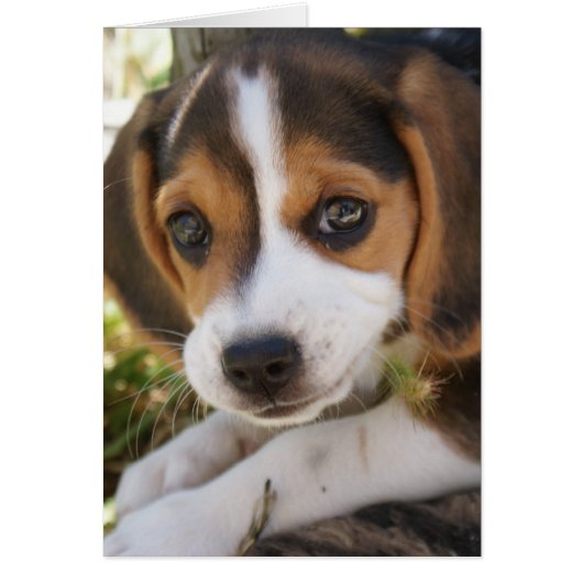 Beagle Baby Dog (Vorne)