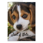 Beagle Baby Dog (Vorne)