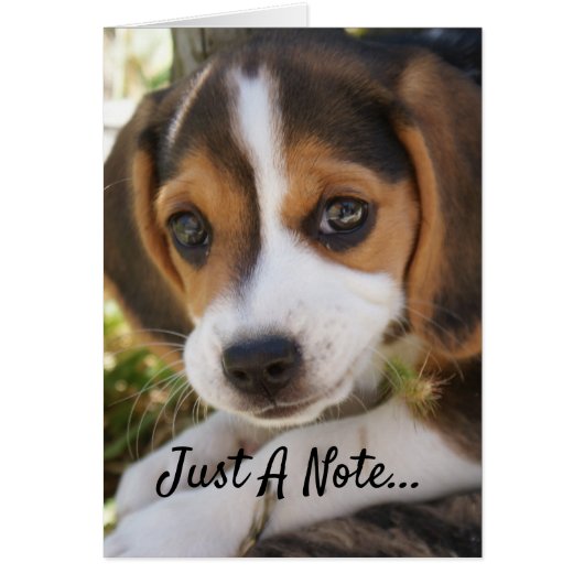 Beagle Baby Dog (Vorne)
