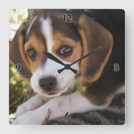 Beagle Baby Dog Quadratische Wanduhr