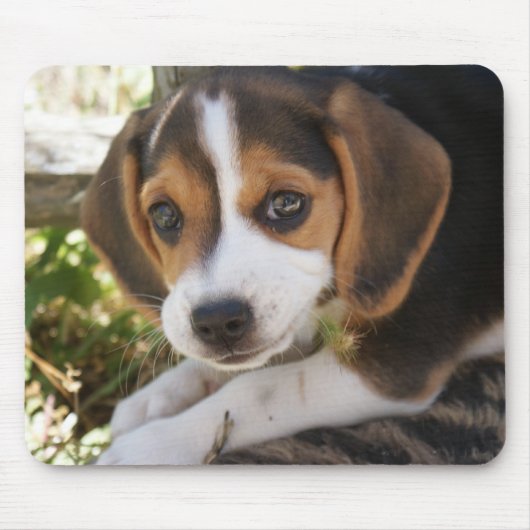 Beagle-Baby-Hund Mousepad (Vorne)