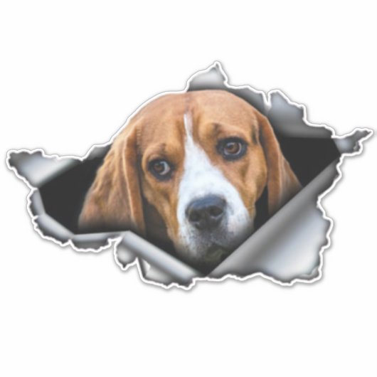 Beagle, Beagle-Magnet, Beagle-Aufkleber Aufkleber (Vorderseite)