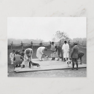 Beagle beurteilen, 1914 postkarte