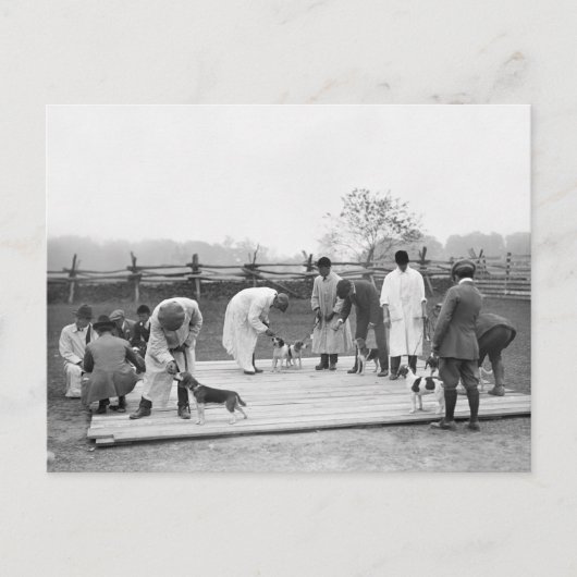 Beagle beurteilen, 1914 postkarte (Vorderseite)