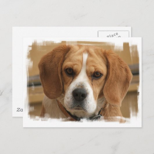 Beagle Bilder Postkarte (Vorne/Hinten)