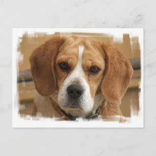 Beagle Bilder Postkarte