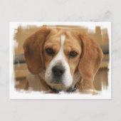 Beagle Bilder Postkarte (Vorderseite)