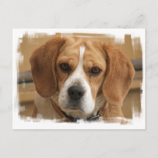 Beagle Bilder Postkarte (Vorderseite)