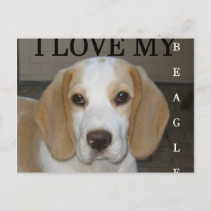 Beagle-Bräune und weiße Liebe pic Postkarte