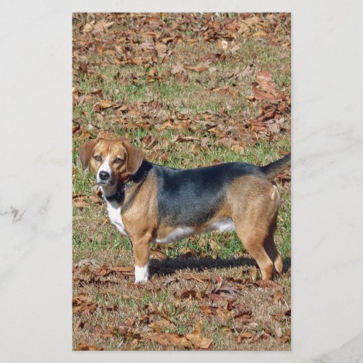 Beagle Briefpapier (Vorderseite)