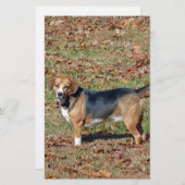 Beagle Briefpapier (Vorne/Hinten)