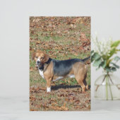 Beagle Briefpapier (Stehend Vorderseite)