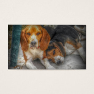 Beagle Brüder