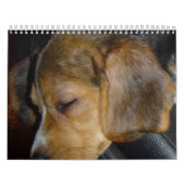 Beagle Calander Kalender (Titelbild)