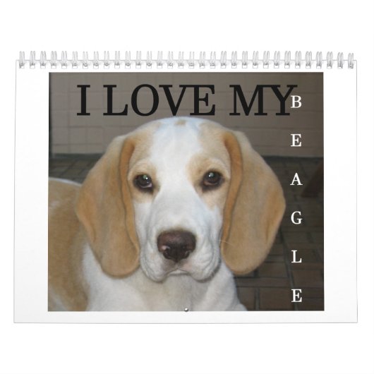 Beagle Calender Kalender (Titelbild)