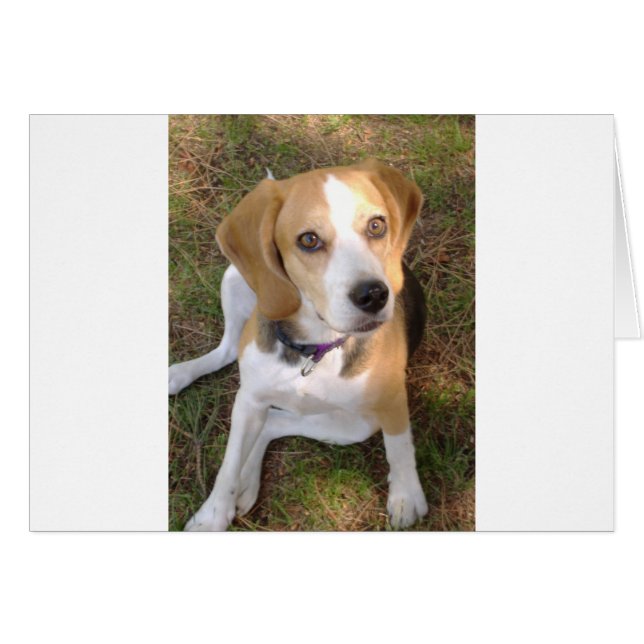 Beagle, der 2.png (Vorderseite (Horizontal))