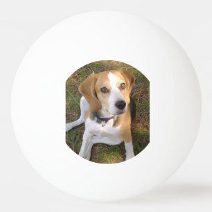 Beagle, der 2 sitzt tischtennisball