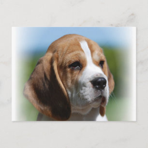 Beagle-Diskettenlaufkarte Postkarte