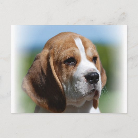Beagle-Diskettenlaufkarte Postkarte (Vorderseite)