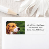 Beagle Dog Face Rücksendeadresse Mailing Stickers (Insitu)