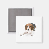 Beagle Dog Magnet (Vorderseite/Rückseite)