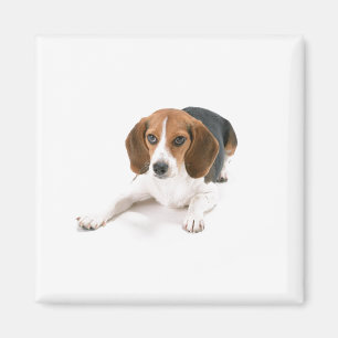 Beagle Dog Magnet