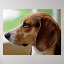 Beagle Dog Portrait