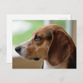Beagle Dog Portrait Postkarte (Vorne/Hinten)