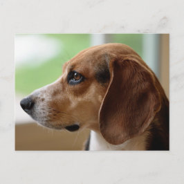 Beagle Dog Portrait Postkarte