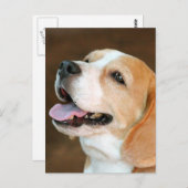 Beagle Dog Postkarte (Vorne/Hinten)