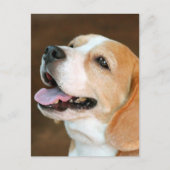 Beagle Dog Postkarte (Vorderseite)