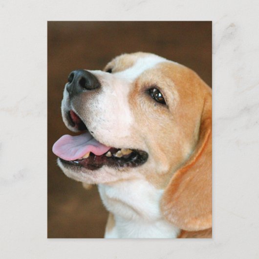 Beagle Dog Postkarte (Vorderseite)