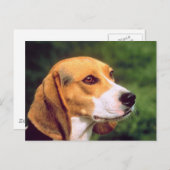 Beagle Dog Postkarte (Vorne/Hinten)