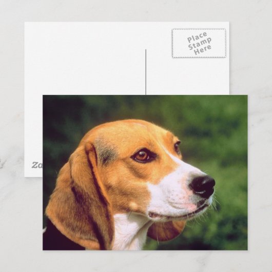 Beagle Dog Postkarte (Vorne/Hinten)