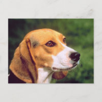 Beagle Dog