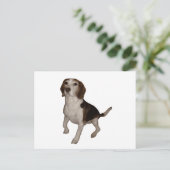 Beagle, dritter postkarte (Stehend Vorderseite)
