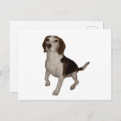 Beagle, dritter postkarte (Vorne/Hinten)