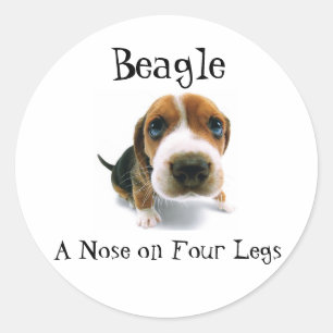 Beagle - Eine Nase auf vier Beinen Runder Aufkleber