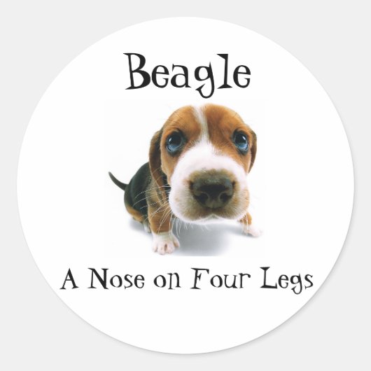 Beagle - Eine Nase auf vier Beinen Runder Aufkleber (Vorderseite)