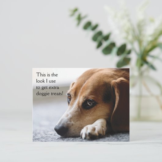 Beagle "Extra Doggie Leckereien" Postkarte (Stehend Vorderseite)