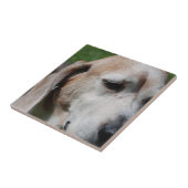 Beagle Fliese (Seite)