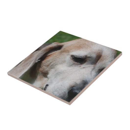Beagle Fliese (Seite)