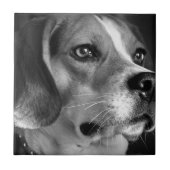Beagle Fliese (Vorderseite)