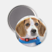 Beagle-Foto Magnet (Vorderseite/Rückseite)