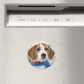 Beagle-Foto Magnet (In Situ (Geschirrspüler))