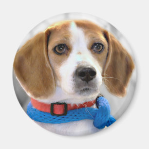 Beagle-Foto Magnet