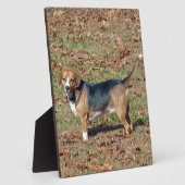 Beagle Fotoplatte (Seite)