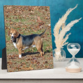 Beagle Fotoplatte (Seite)