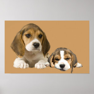 Beagle-Freund-Druck Poster